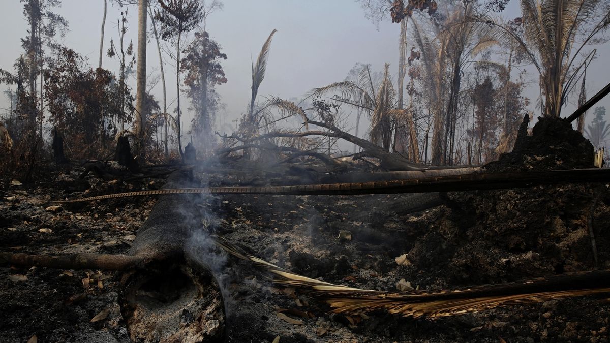 V Amazonii zmizel prales o rozloze větší než ostrov Jamajka